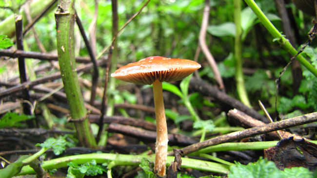 mushrooms